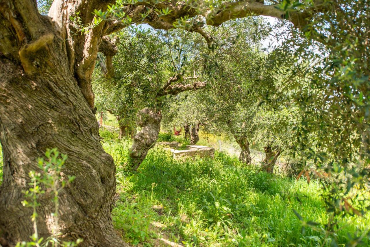 Hakuna Matata Holidays Wooden Lodge With Airco & Pool In Greek Olive Grove Modon Exterior foto